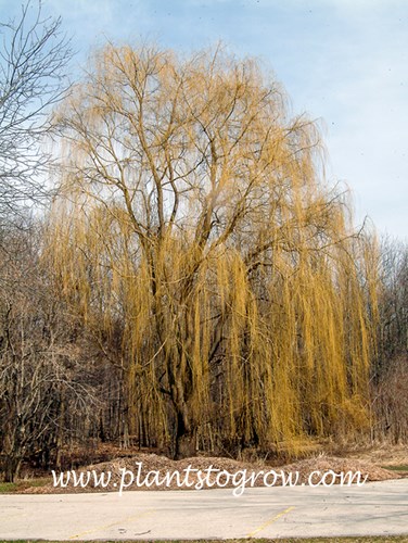 Weeping Willow (Salix alba)
The golden pendulous branches are most evident in the spring and winter.
